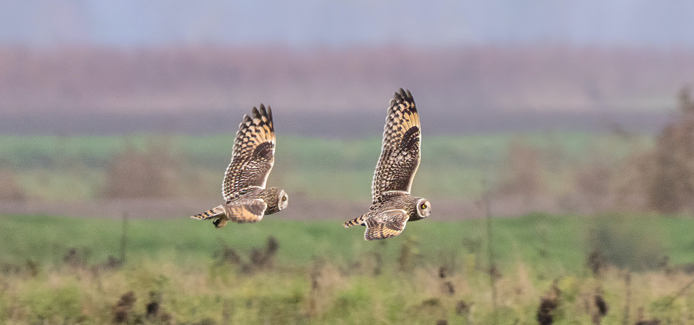 Migrating owls (Picture: SWNS)