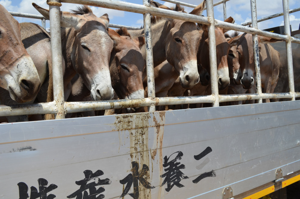 Donkeys on their way to be slaughtered in East Africa (Credit: The Donkey Sanctuary)