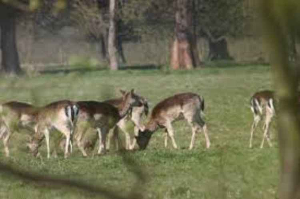 Wild deer: the county's Rural Engagement Team hope communities will help look out for poachers