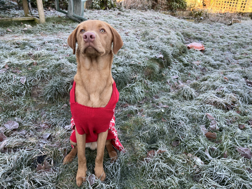 The RSPCA is urging pet owners to ensure their pets are kept warm this winter (Sarah Garner).