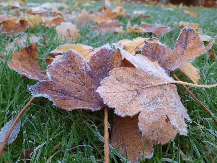 Heavy frost is becoming a very familiar sight this winter. 