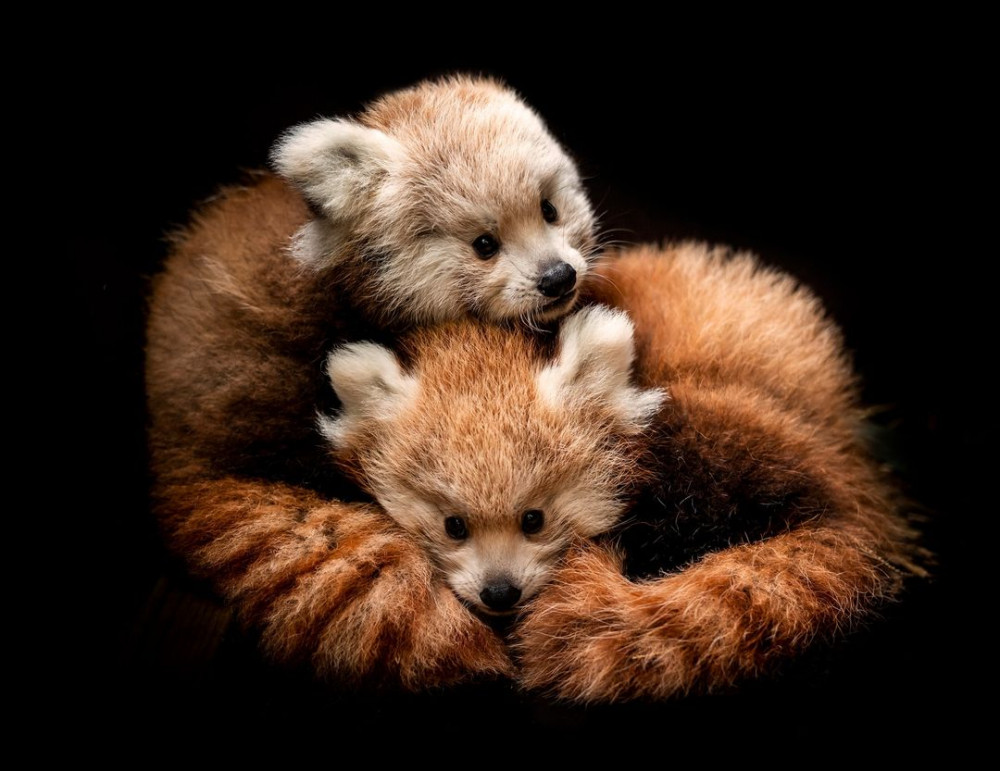 Red Panda cubs, Tala and Sumi delighted visitors to Longleat