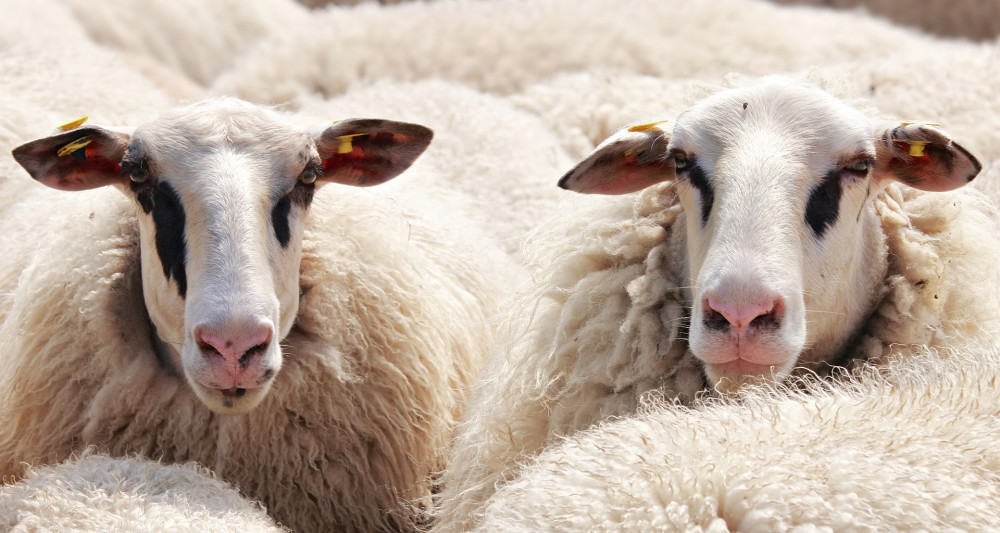 Warwickshire farmer pleads guilty to three animal welfare charges | Local  News | News | Kenilworth Nub News