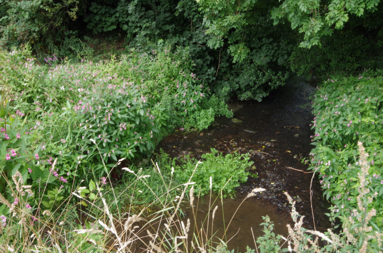 The project will see natural flood defences built upstream along Finham Brook (image by Richard Smith)