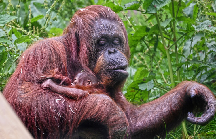 The ability to liaise using consonants as well as vowels can be traced back to early tree-swinging ancestors, say scientists (image via SWNS)