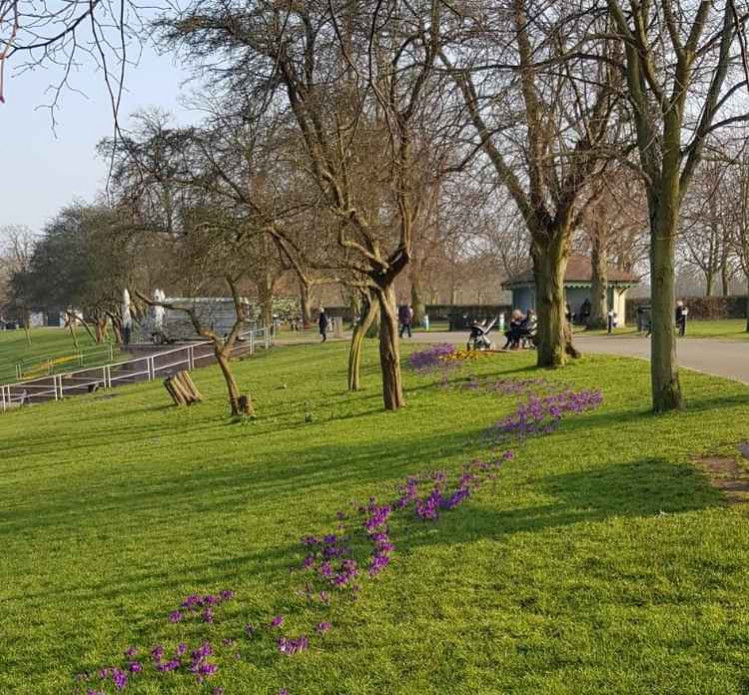 The drift of purple crocuses have been planted to celebrate the demise of the Polio virus