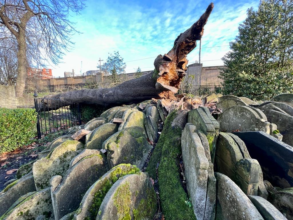 The tree fell this week after being damaged in recent storms (photo credit: Simon Lamrock)