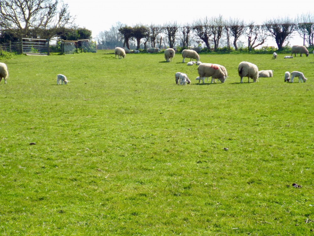 New estate to be built off the Street next to Rose farm