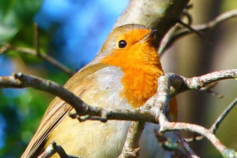 A local robin, snapped by Andrew Woolmington!