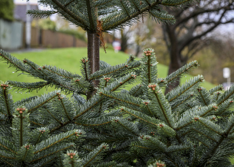 Christmas trees will be collected across the district from January 9 to 20 (image via SWNS)