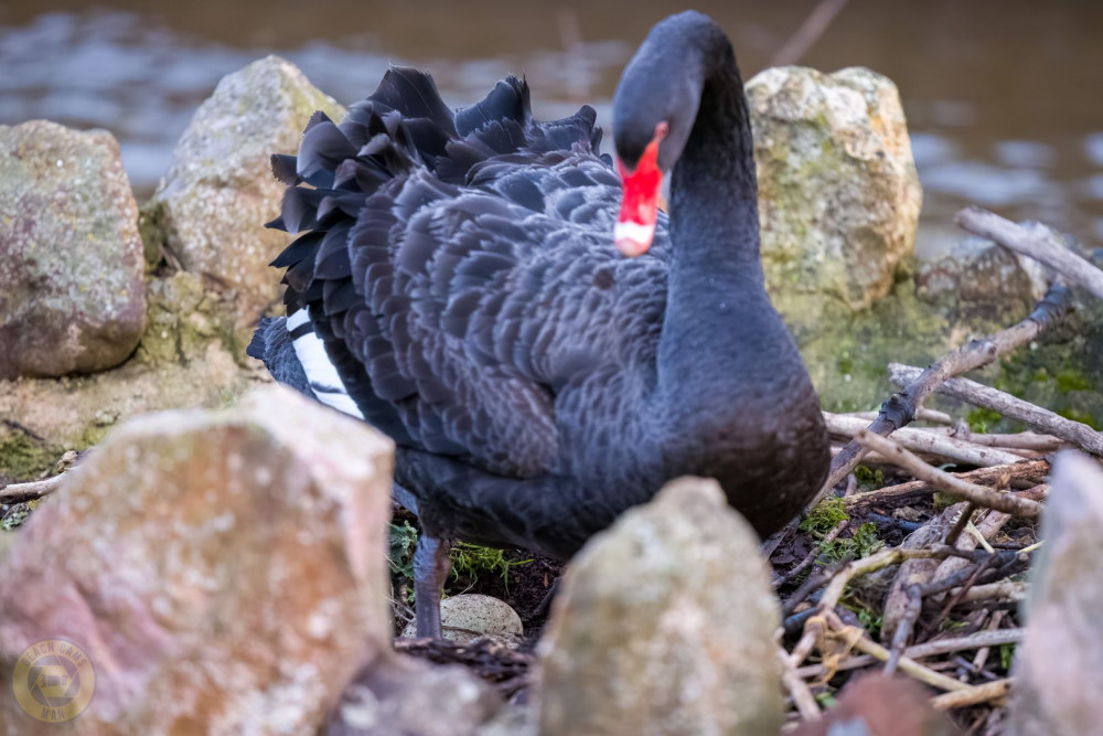 Black swan egg laid at Tuck's Plot (Dawlish Beach Cams/ Neil Salter)