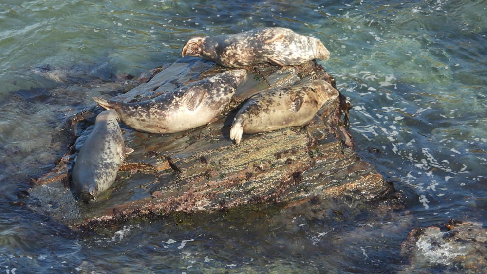 January Seaquest Survey (Image: Falmouth Marine Conservation) 