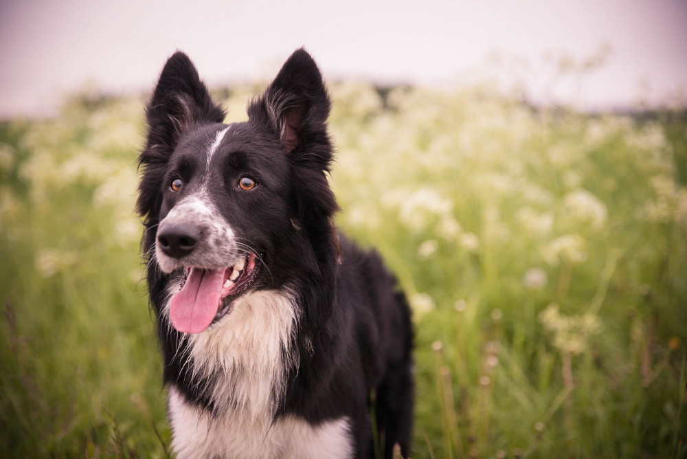 The dog’s owner is described as being white, in her 20's, with blonde hair and she was wearing a brown jacket