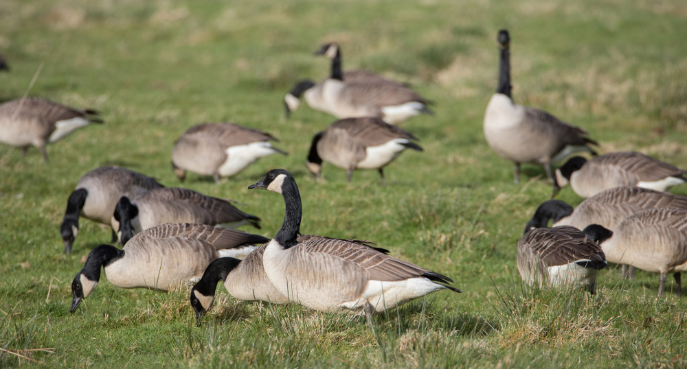 Cases were confirmed around the River Avon in Stratford on Tuesday, January 3