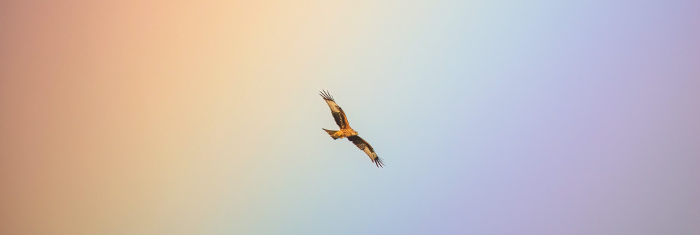 Red Kite caught in a rainbow (Picture