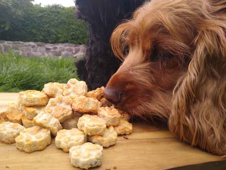 Alicja's dog Layla tucks into a treat