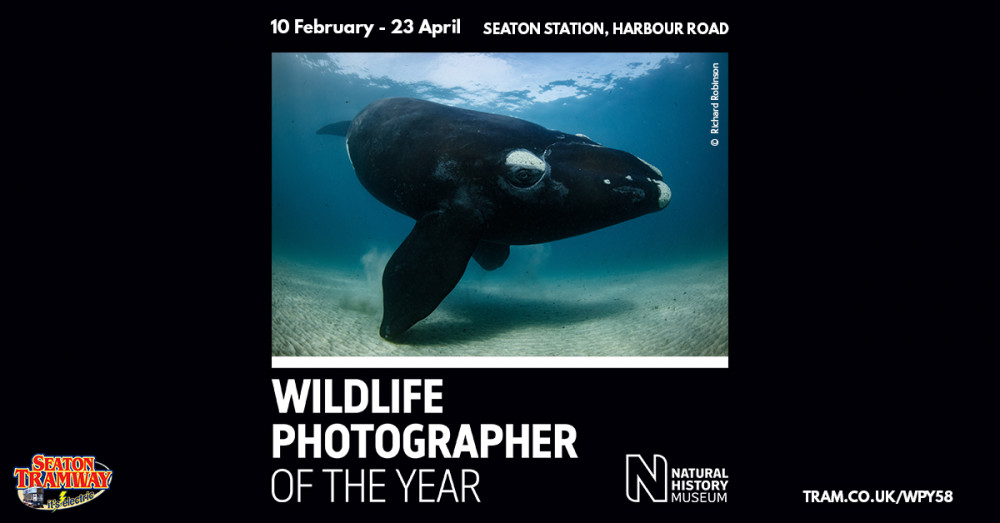 The Wildlife Photographer of the Year exhibition will be coming to Seaton Tramway