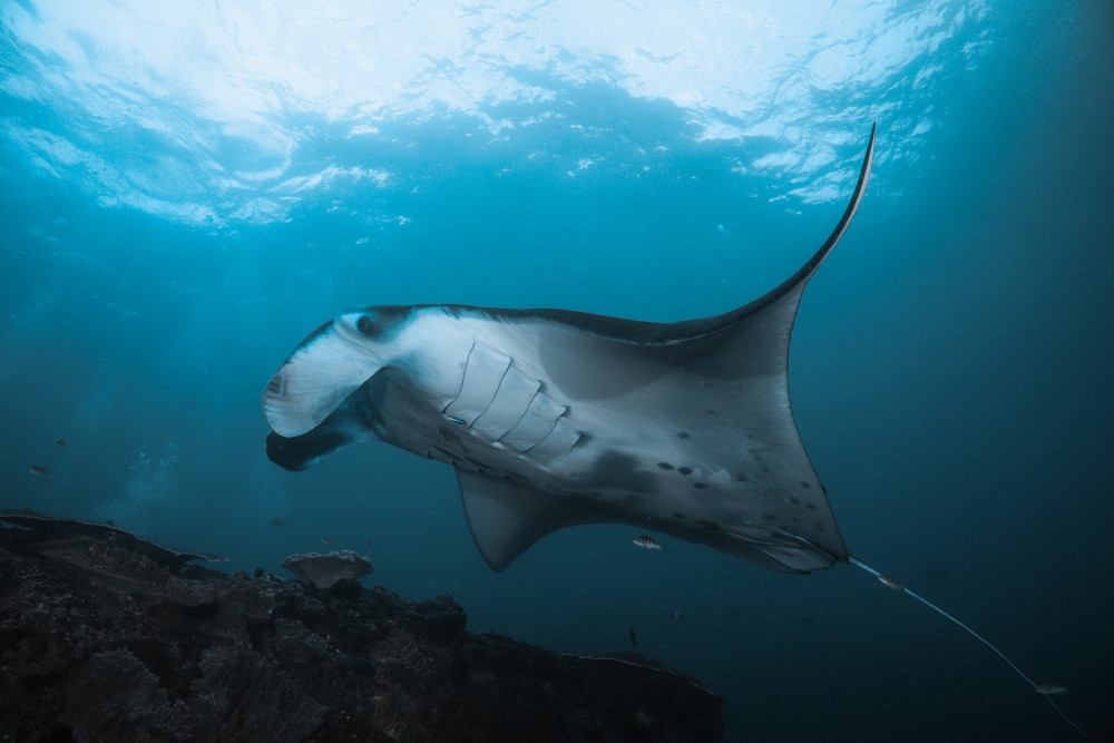 The Manta Trust based in Corscombe was among those to benefit from the fund (photo credit: Matt Waters)