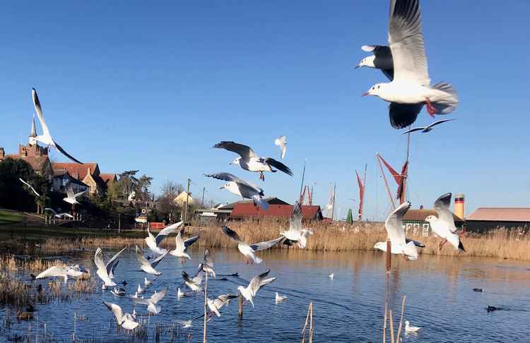 Gulls by Jessica Patient