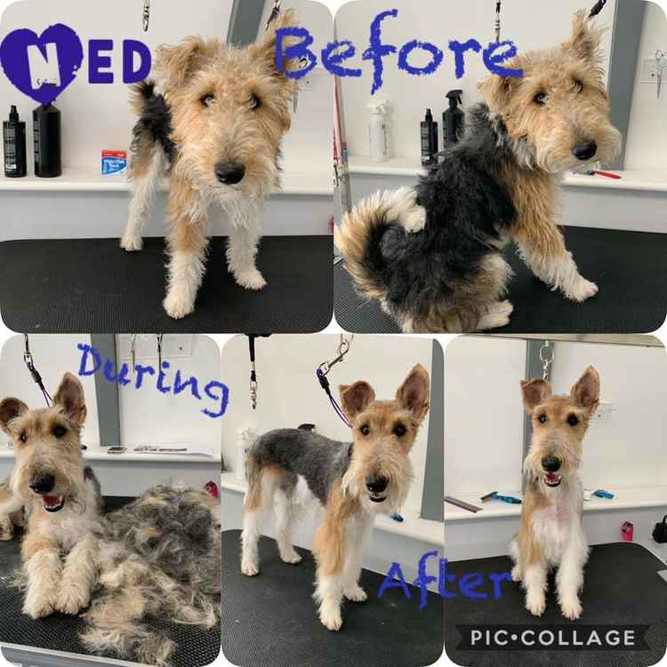 One of Dannii's doggy makeovers One of Dannii's doggy makeovers