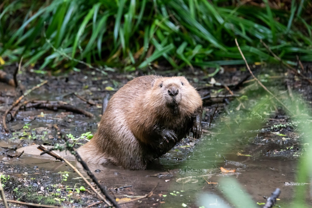 A Mapperton Estate beaver (photo credit: Mapperton Estate)