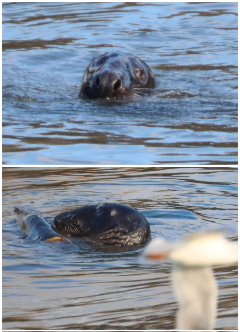 The Grey seal spotted in Twickenham earlier today enjoying a fish supper before making its way to Teddington Lock (Credit: @KaptainKwack)