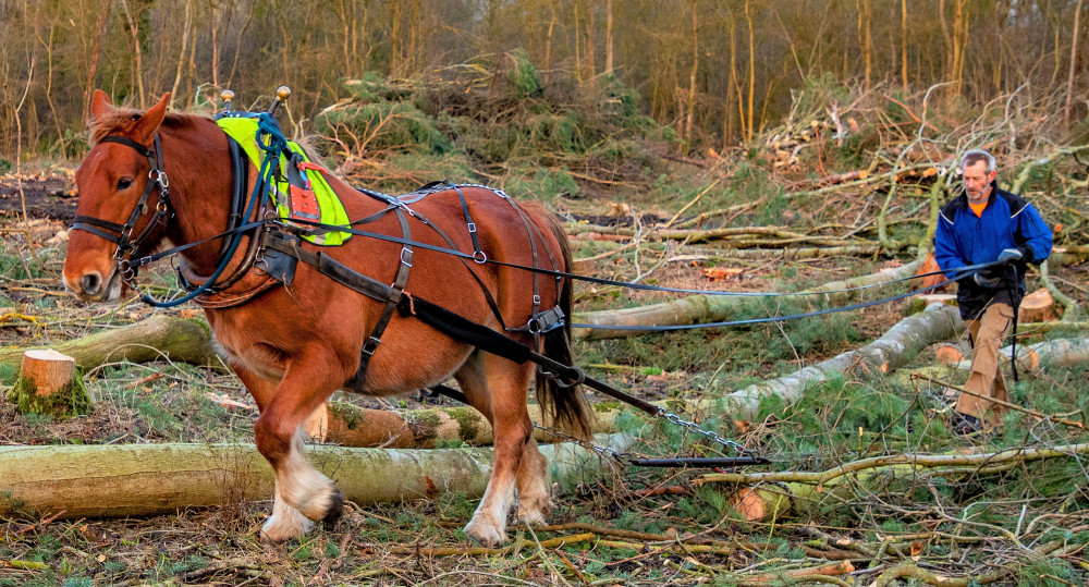 On the hoof (SWNS)