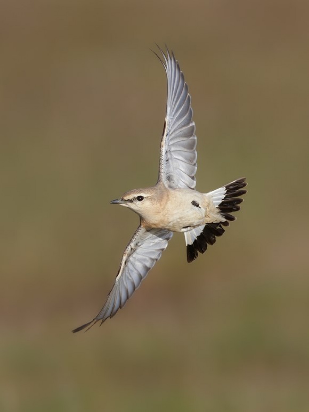 The isabelline wheatear (photo credit: Tim White)