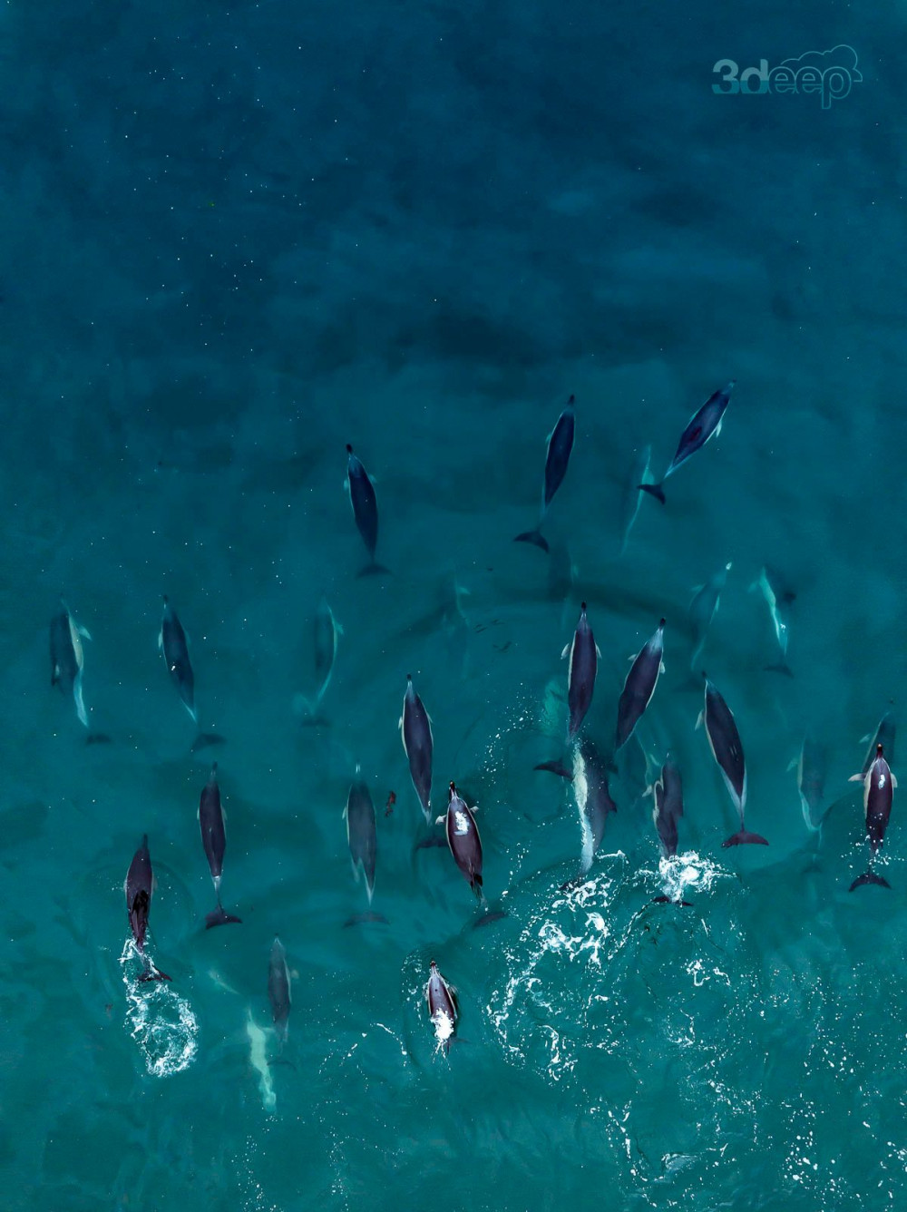 Dolphins in Falmouth (Image:3deep) 