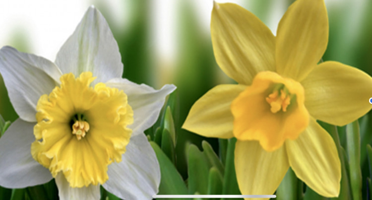 Sidmouth Daffodil Day 