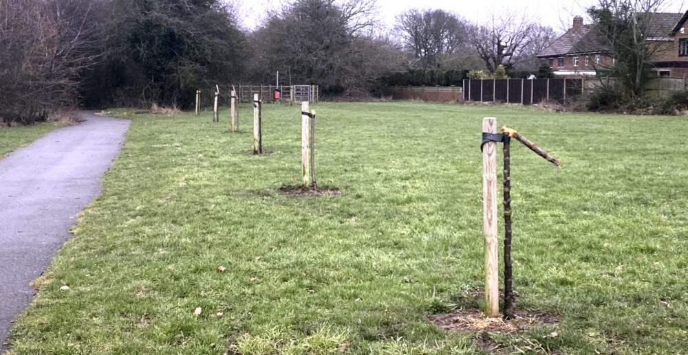 The recently-planted trees were snapped off by vandals. Photos: Michael Wyatt