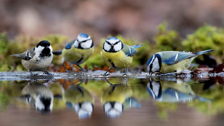 Bird pool... (Picture: Ben Matthews RSPB)
