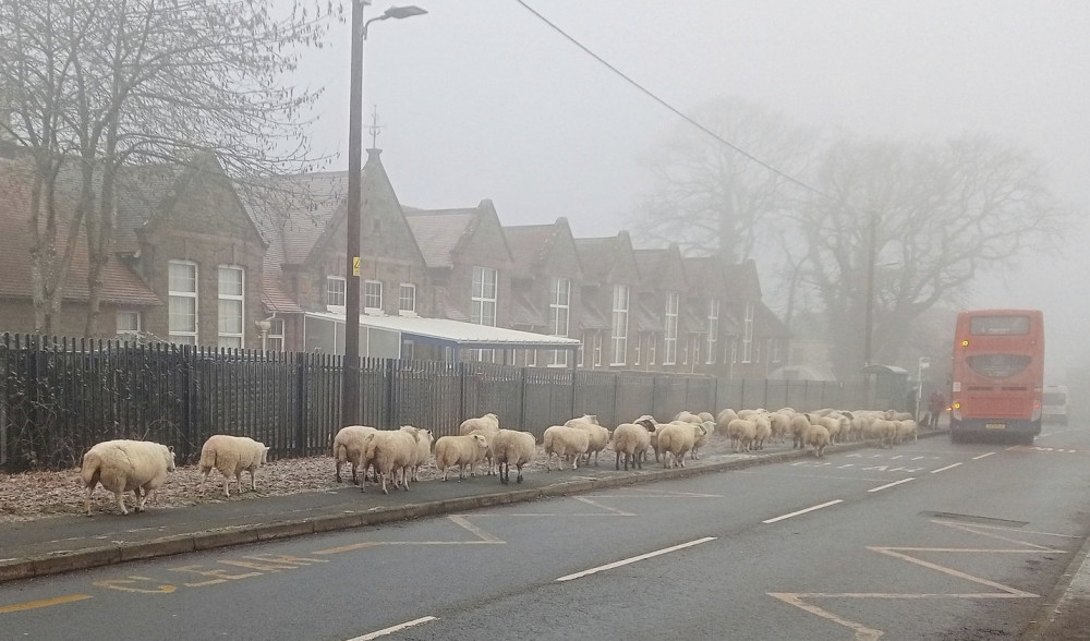 £2 bus ticket proving popular