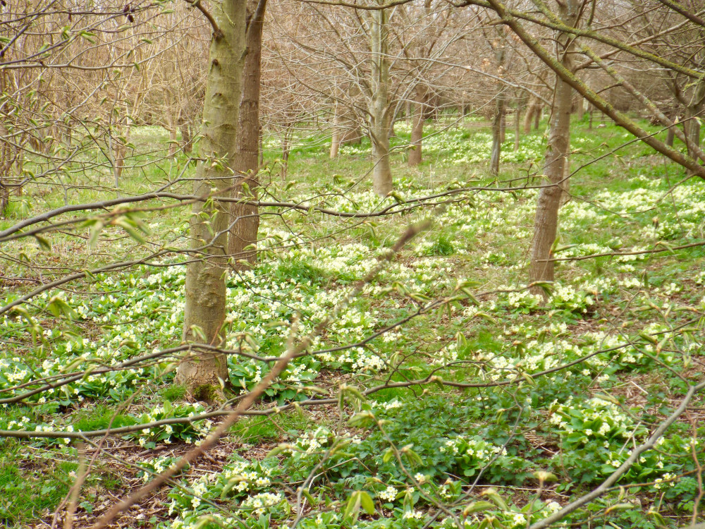 Golden Wood primroses for February