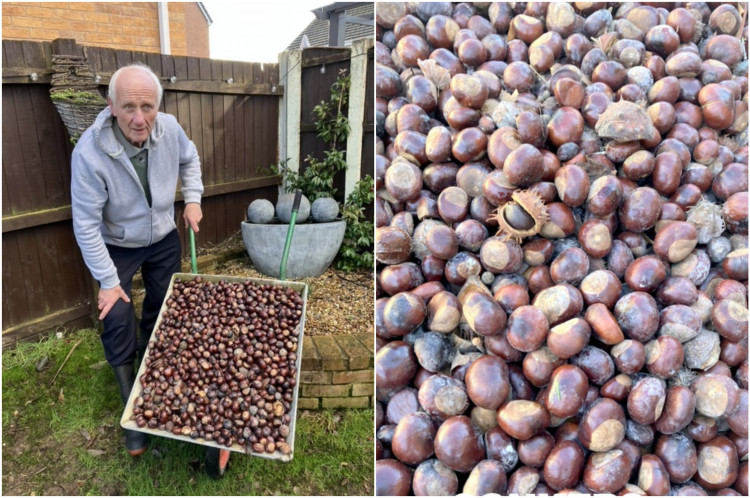 Amazingly, he hasn't even been collecting conkers for that long. Starting only a year-and-a-half ago. (Image - SWNS)