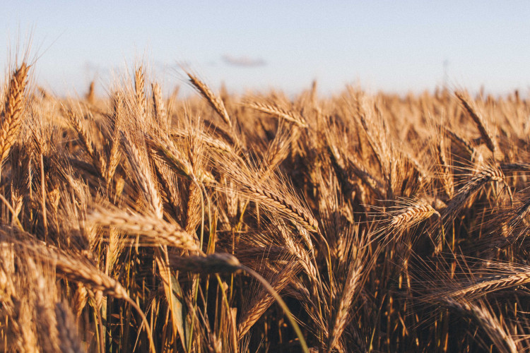 Redag Cop Protection have secured the capital to continue crop research (photo Tomasz Filipek)