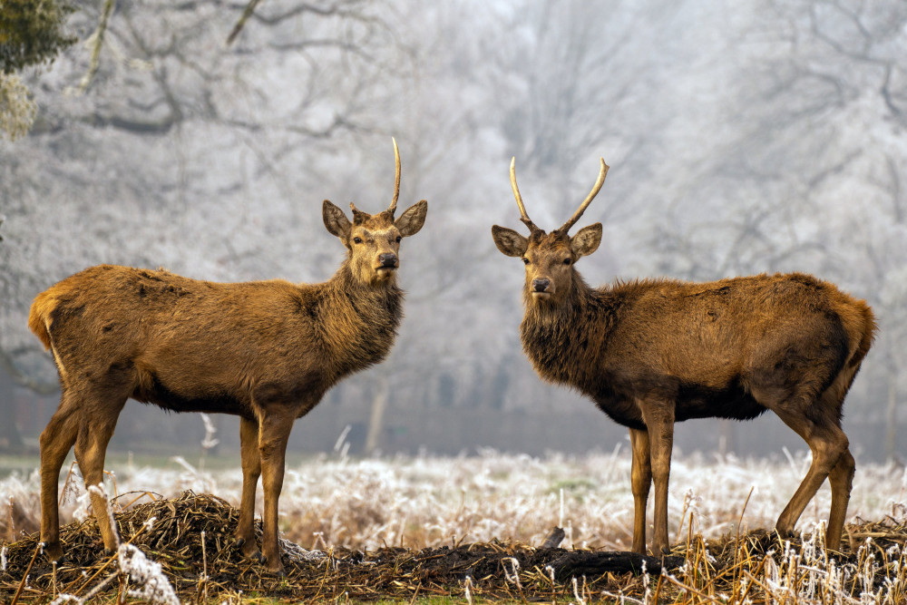 Two deer (Lesley Marshall, SWNS)