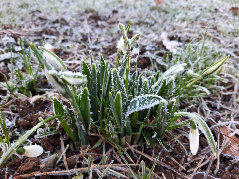 Snowdrops