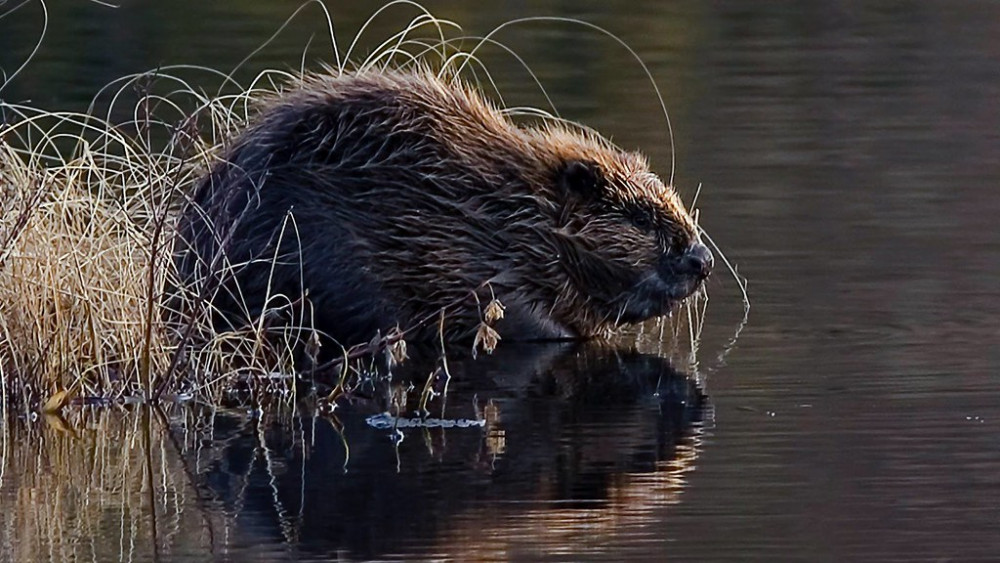 Eurasian beavers are set to be reintroduced to an urban environment in Ealing. Photo: Faculty of Natural Science.