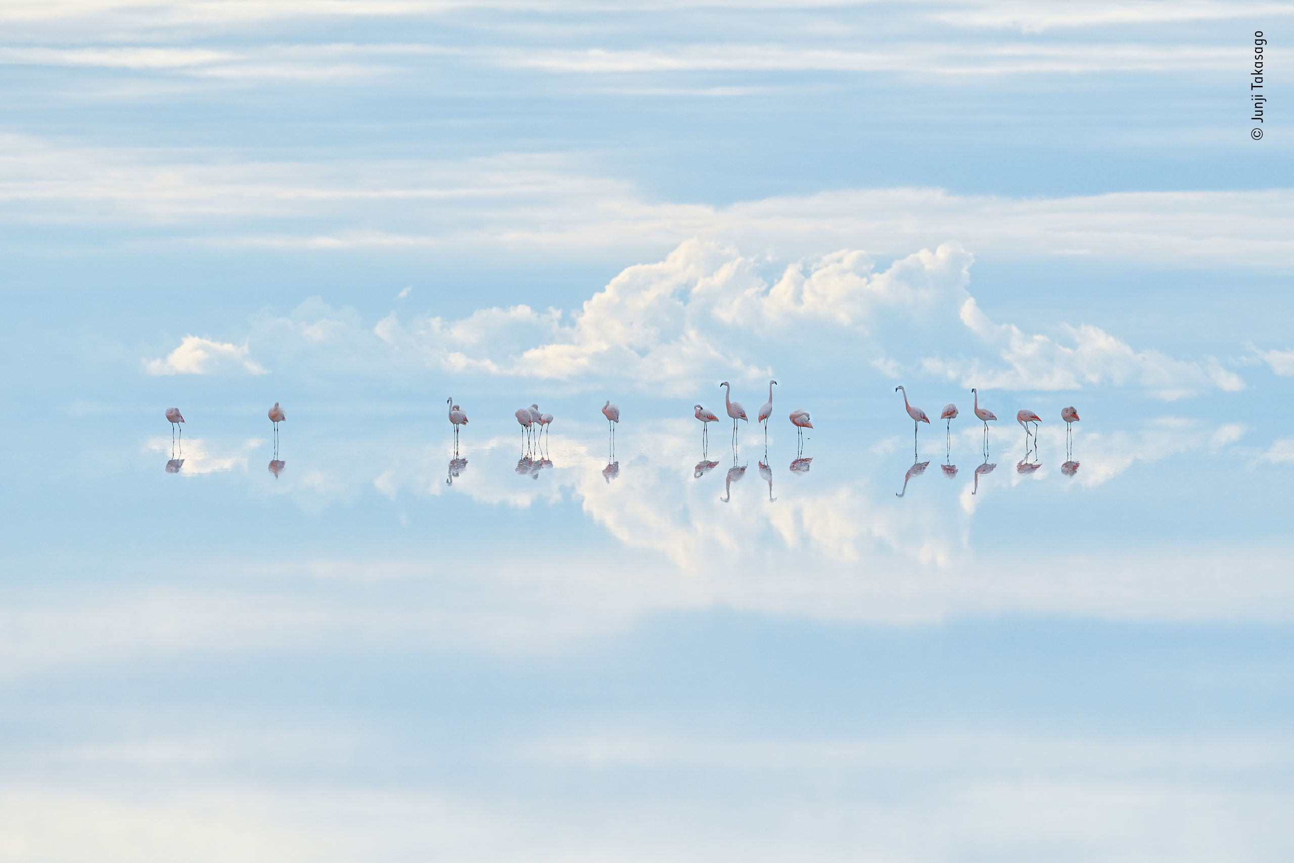 Heavenly flamingos by Junji Takasago