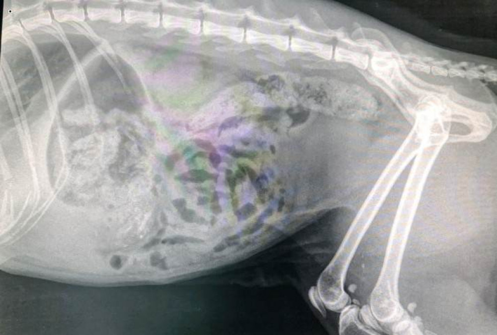 An X-ray showed a pellet had become trapped in the male cat's lungs (RSPCA).