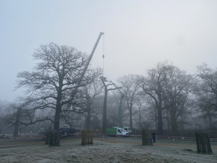 An oak tree first planted during the Victorian era was dismantled this morning at Teddington's Bushy Park (Credit: Royal Parks)