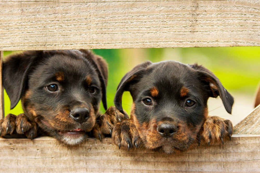 Rottweiler puppies. (Image by kim_hester from Pixabay bit.ly/2HmJyan)