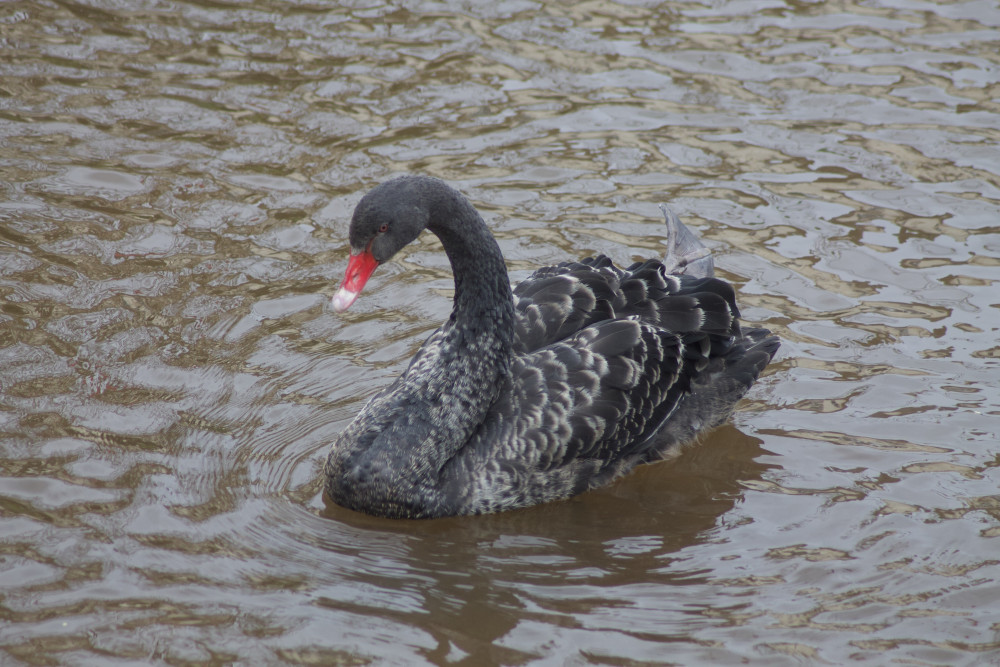 Black swan in Dawlish Water (Nub News/ Will Goddard)