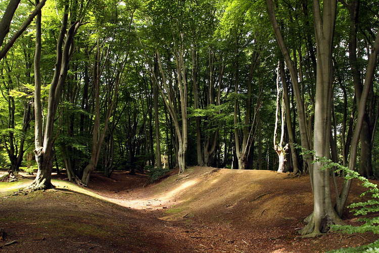 Ambresbury Banks, Epping Forest