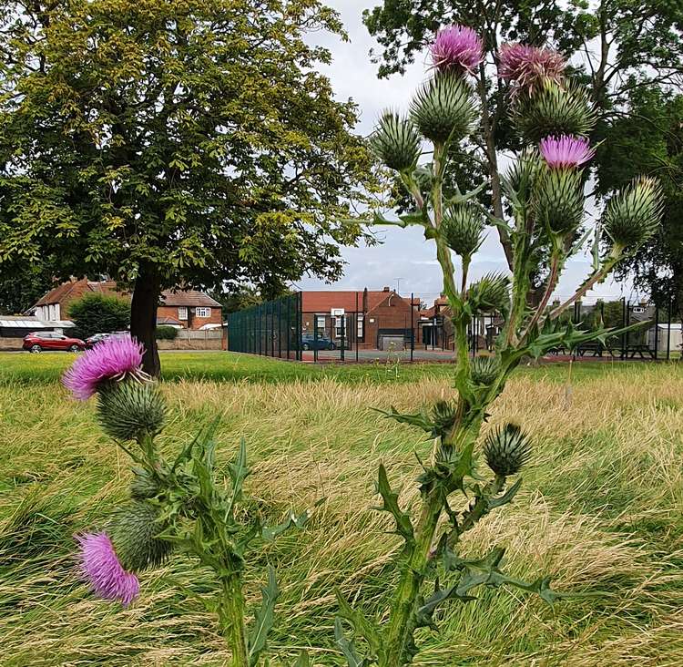 A plant at the school (Credit: Jonathan Sly)