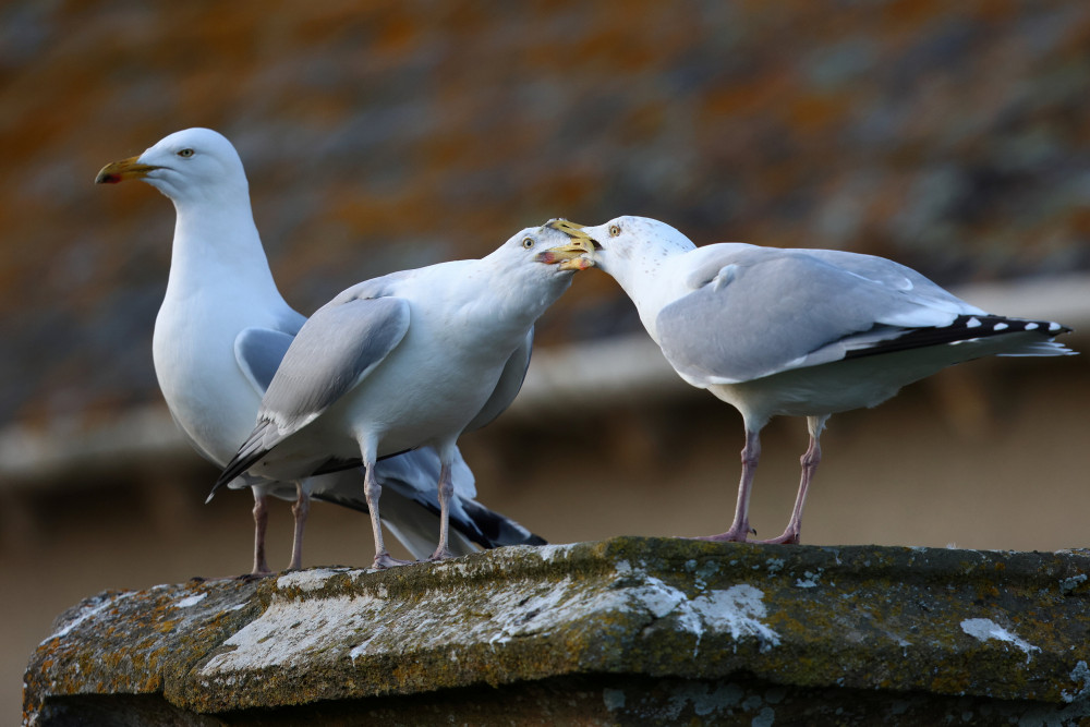 Snap of the day (Picture: Robin Morrison)