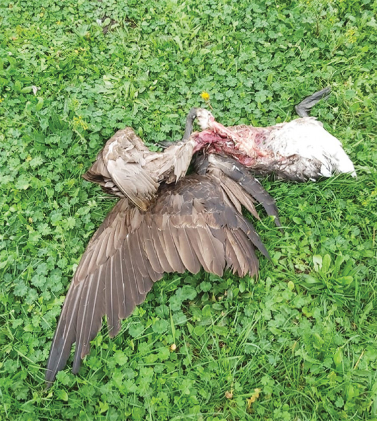 This mulitlated bird is one of many finds at Wickham Field.