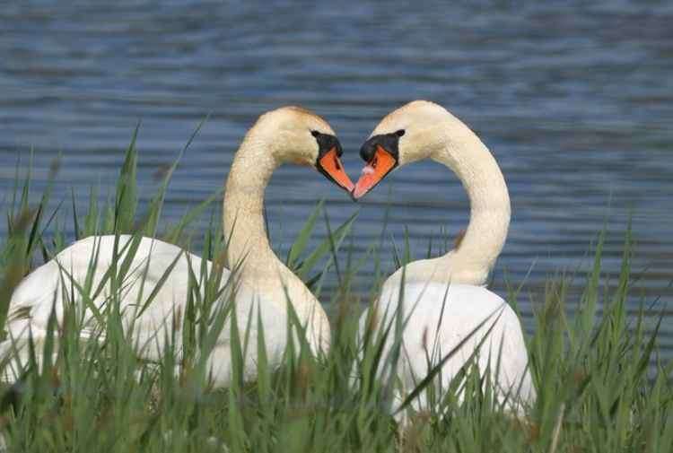 Swans at the Blue House Farm nature reserve (Credit: Nick Lay)