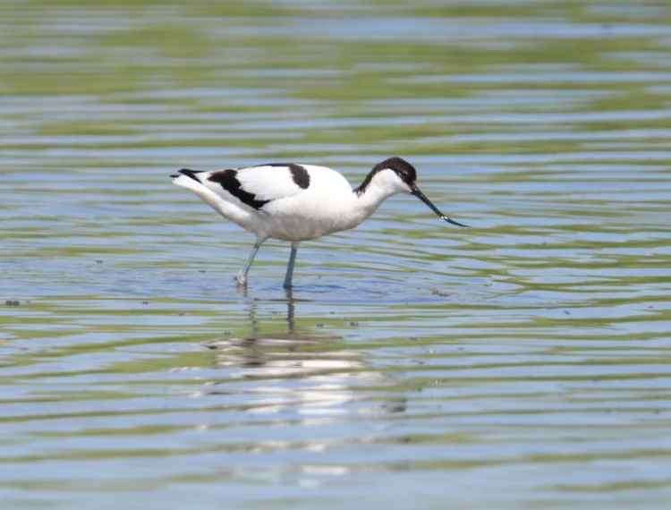 The reserve attracts different types of wildlife (Credit: Nick Lay)